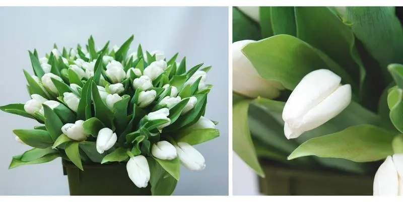 Тюльпан Вайт Дрим