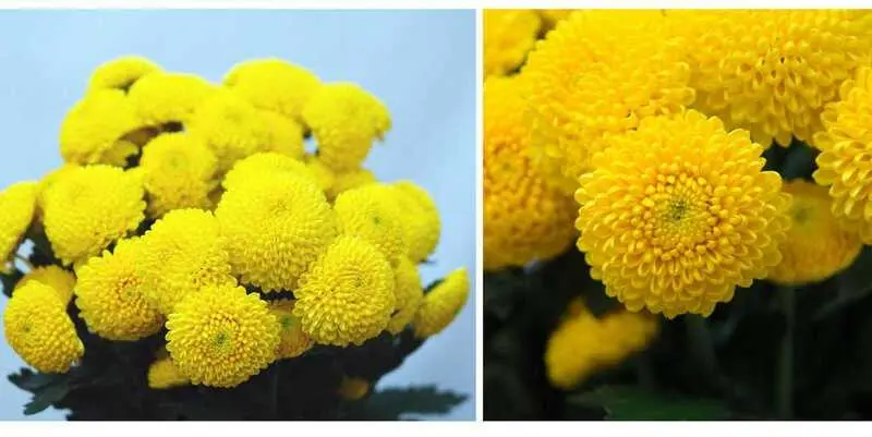 Лимончелло 